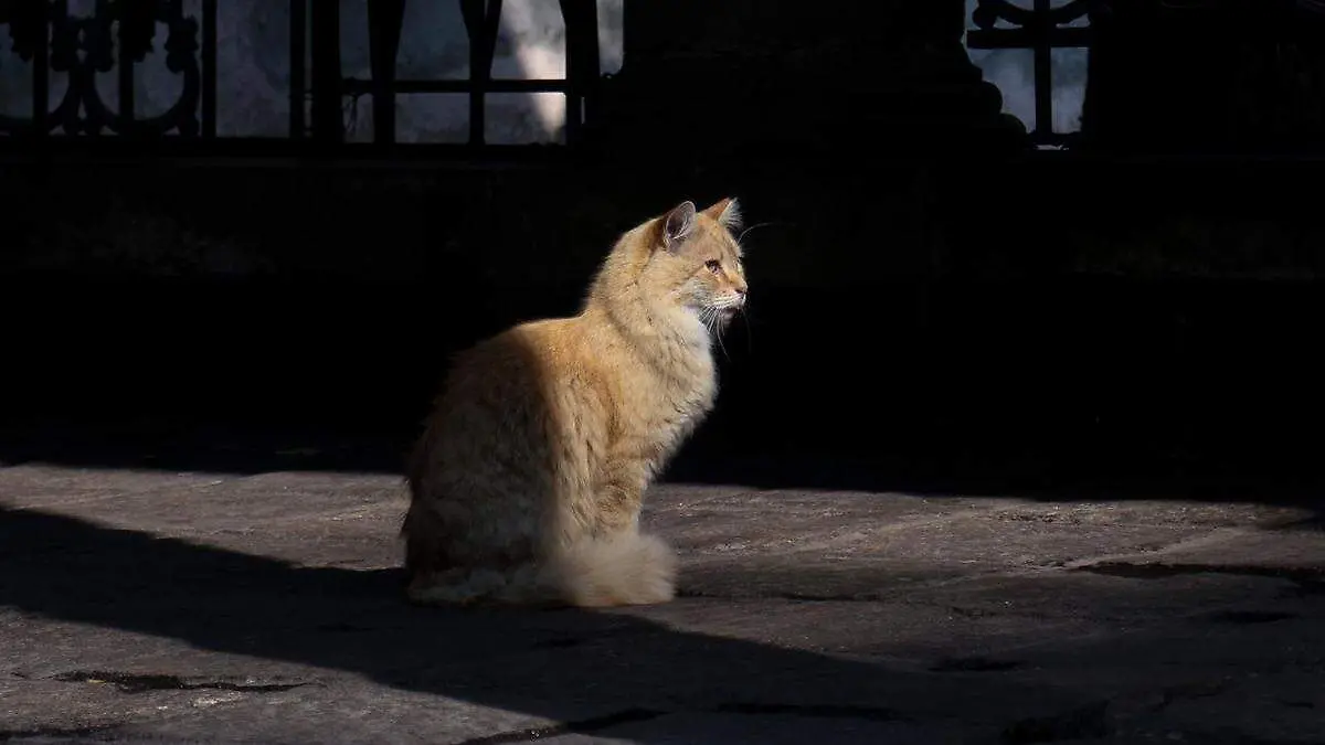 GATOS-PANTEON DE SAN FERNANDO-GATOTITLAN-ivonne rodriguez (1)